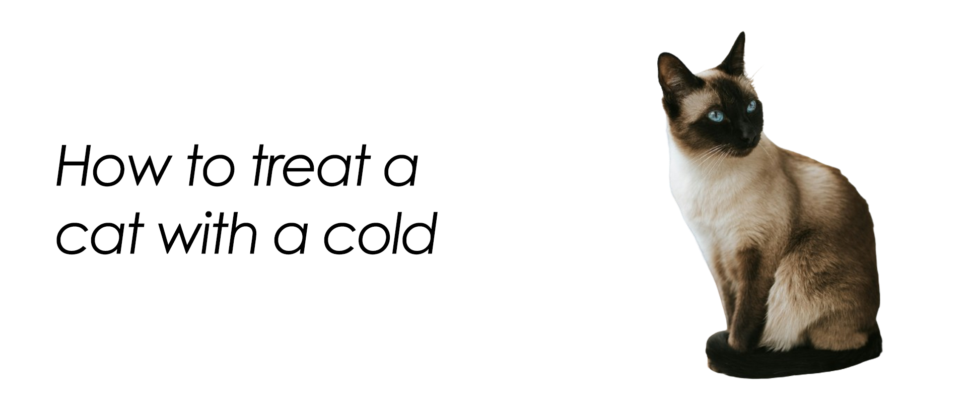 How to treat a cat with a cold