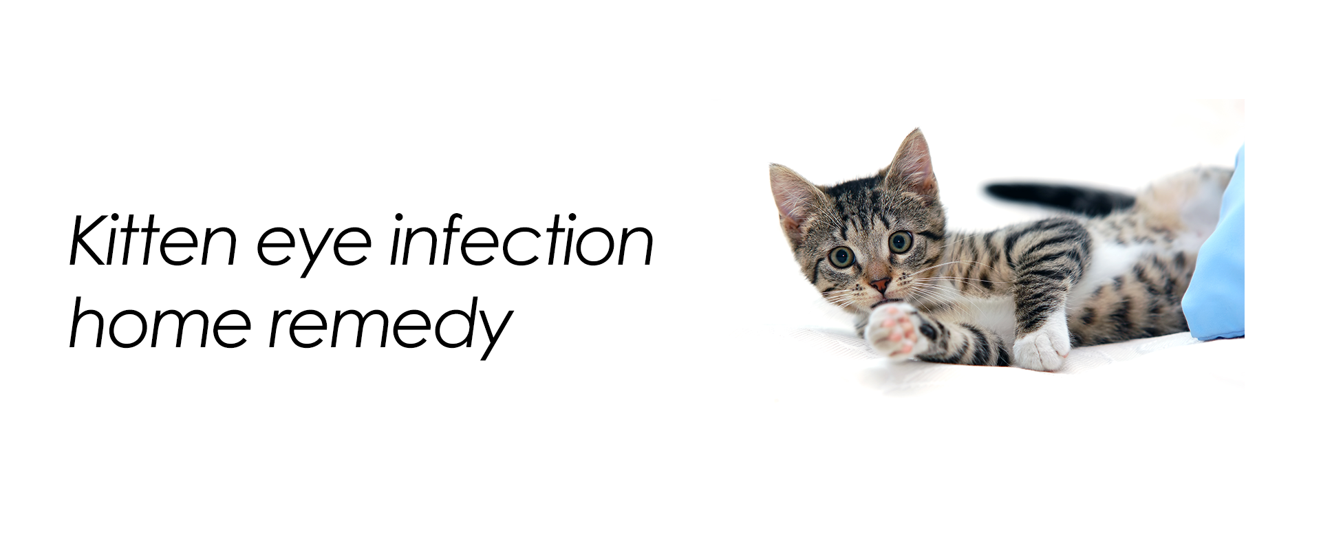 Kitten eye infection home remedy