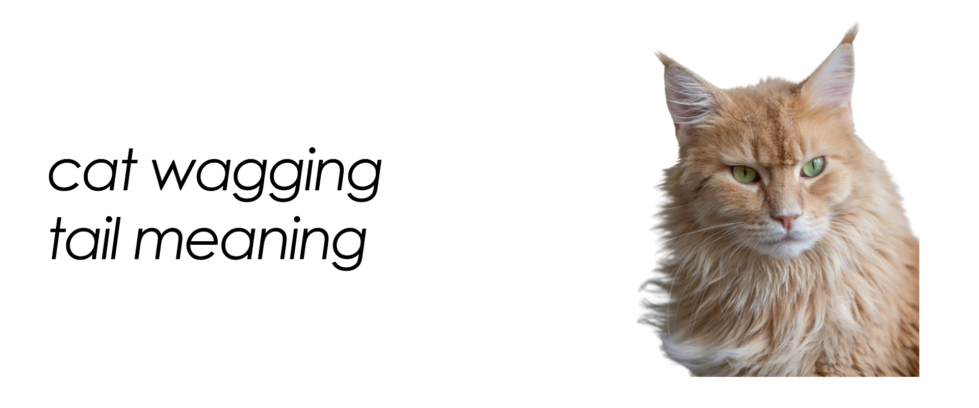 cat wagging tail meaning