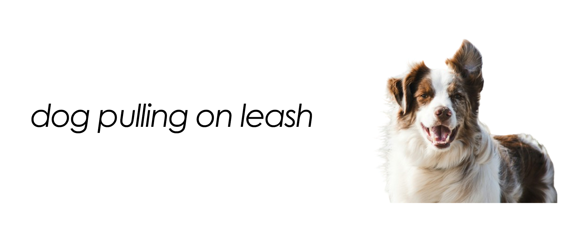 dog pulling on leash