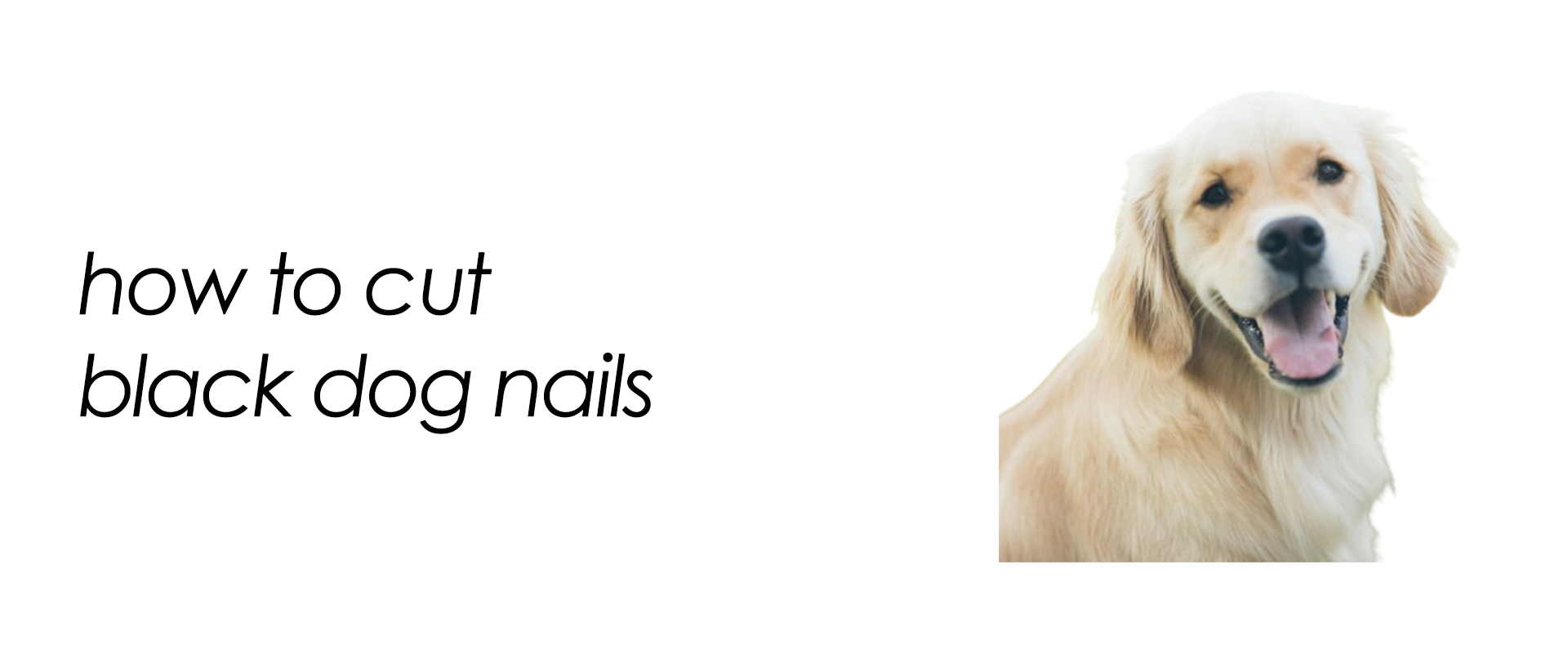 how to cut black dog nails