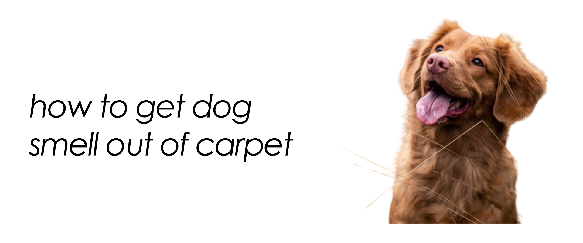 how to get dog smell out of carpet