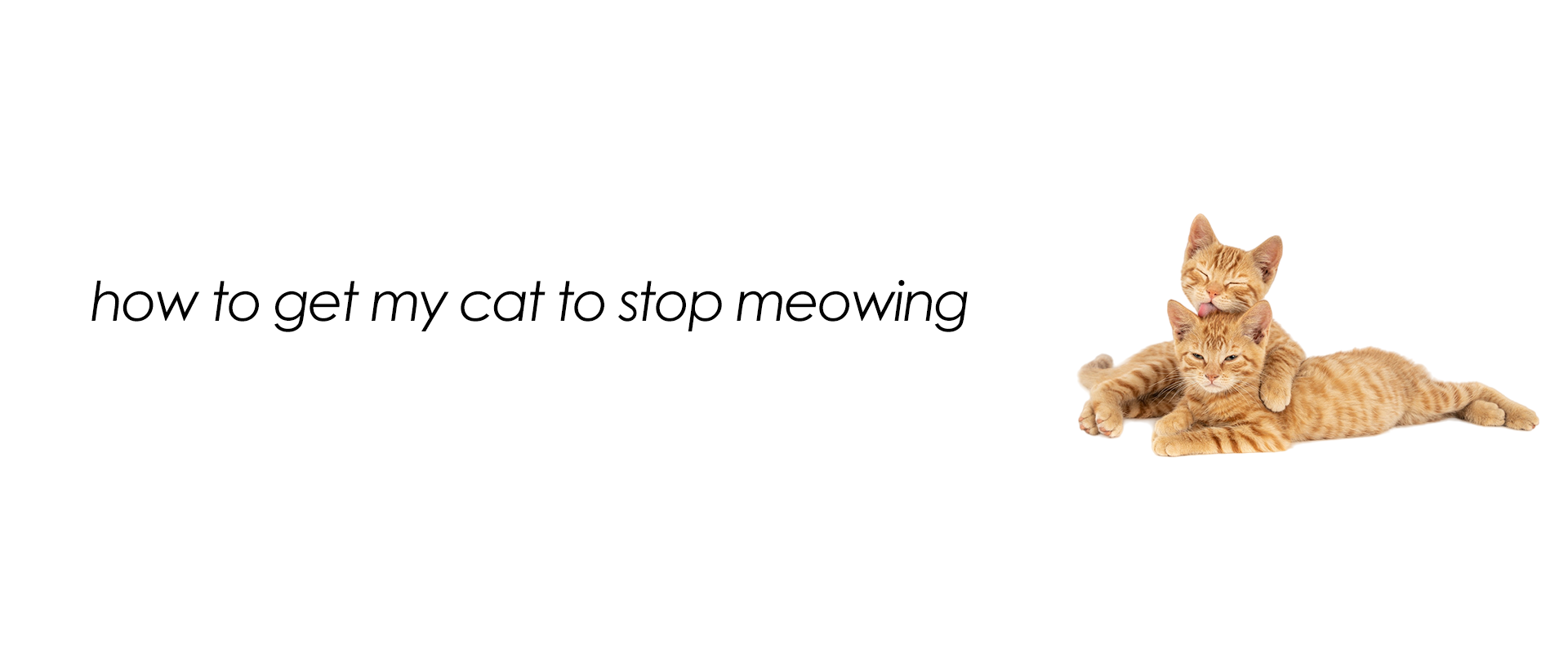 how to get my cat to stop meowing