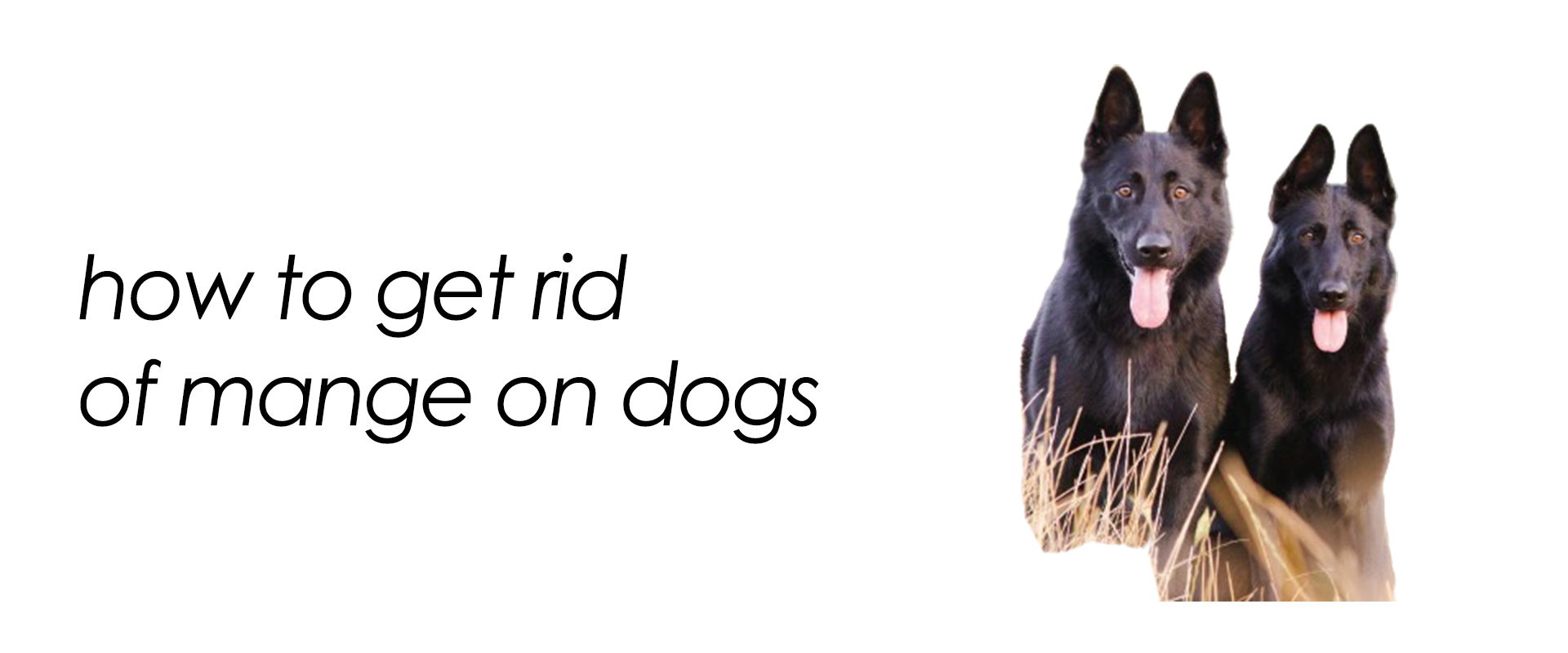 how-to-get-rid-of-mange-on-dogs-2