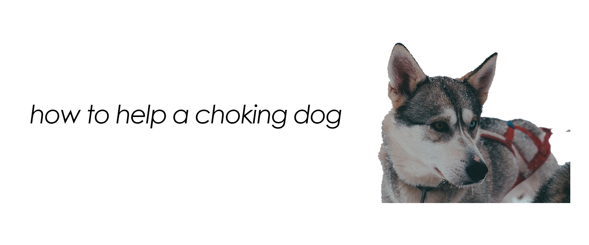 how to help a choking dog