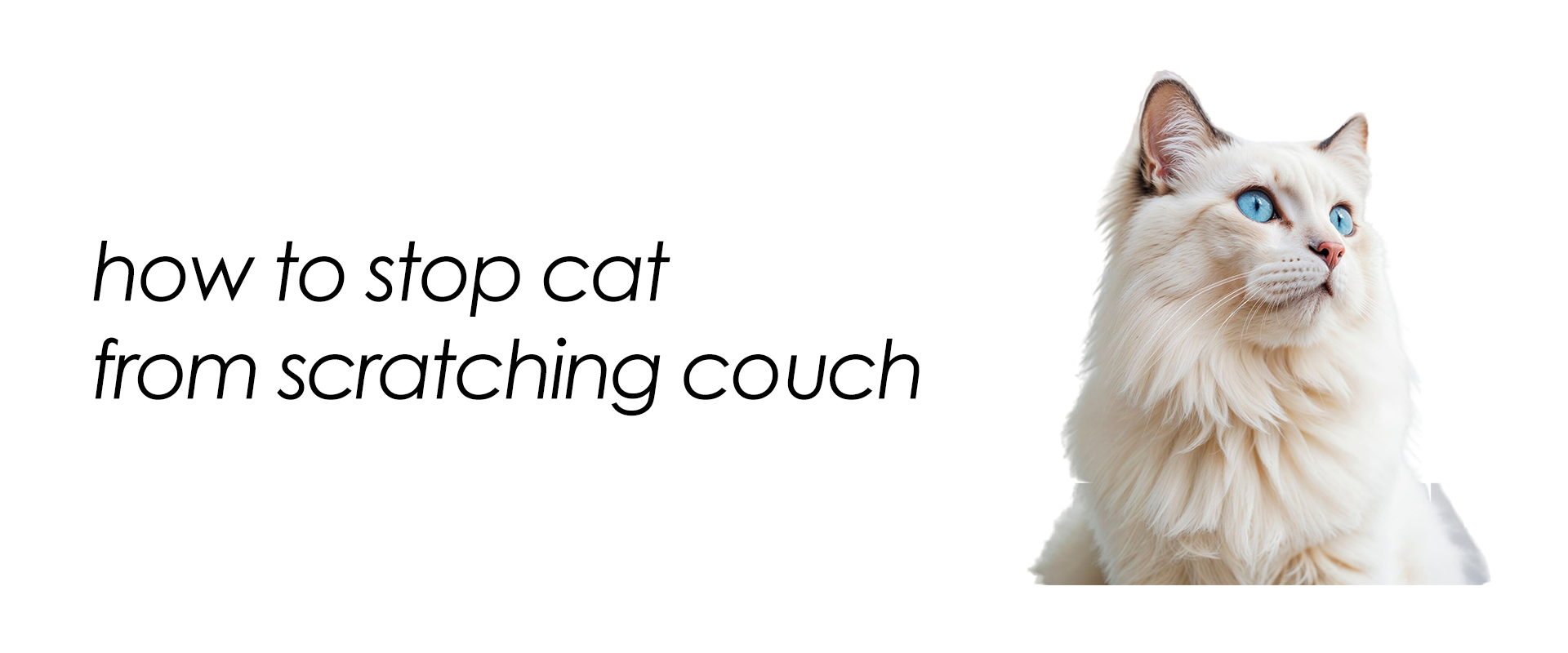 how to stop cat from scratching couch