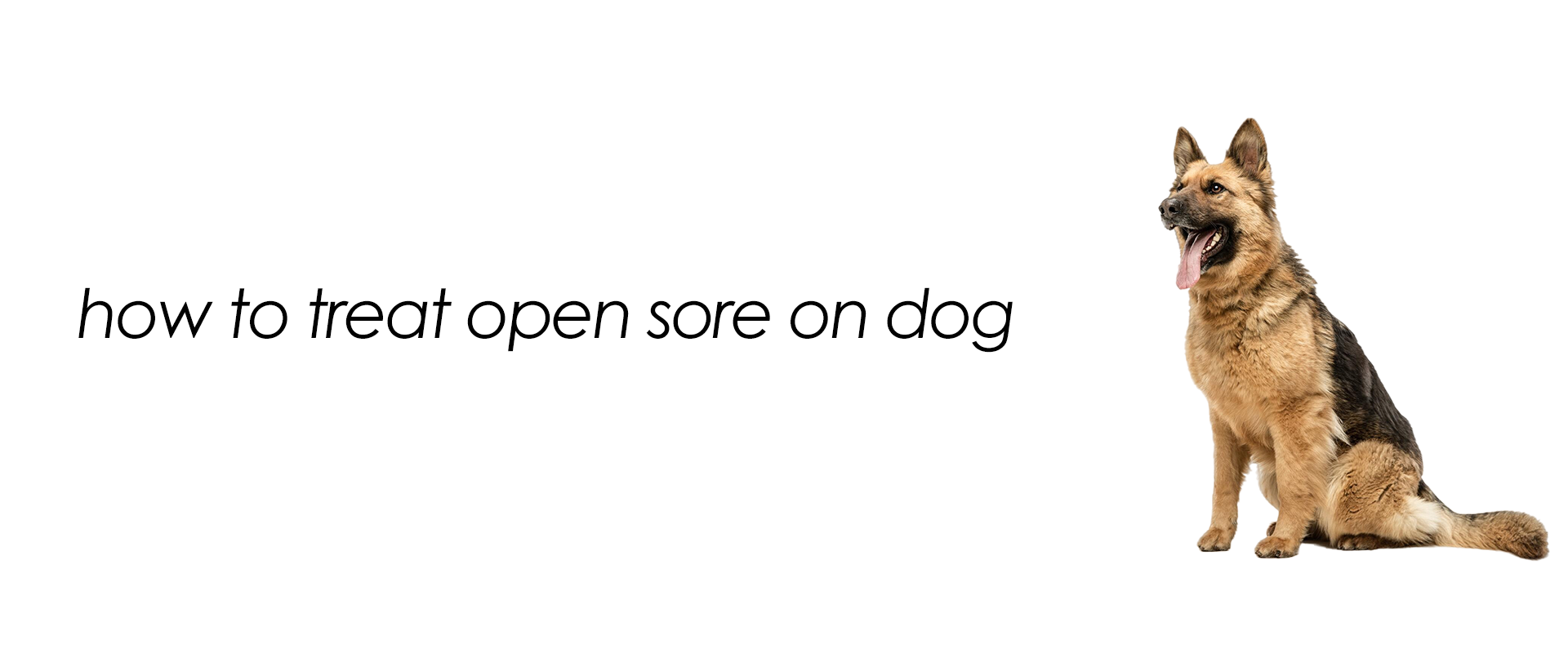 how-to-treat-open-sore-on-dog-1