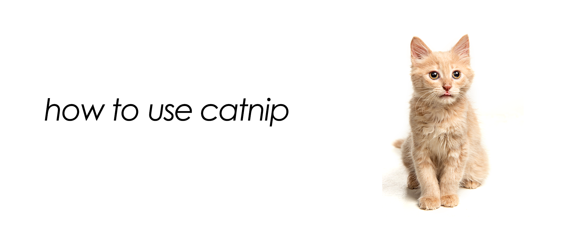 how to use catnip