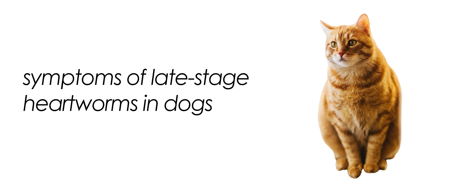 symptoms of late-stage heartworms in dogs