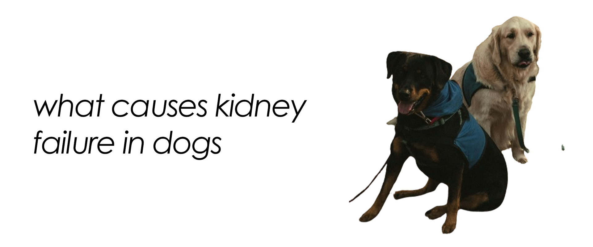 what-causes-kidney-failure-in-dogs