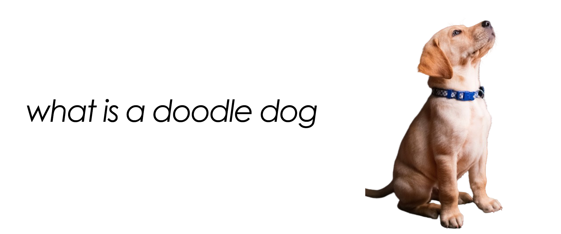 what is a doodle dog