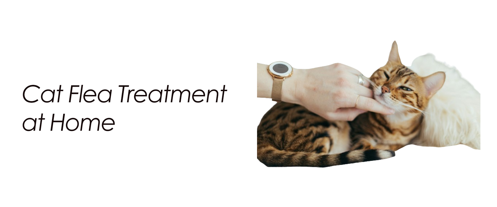 Cat Flea Treatment at Home