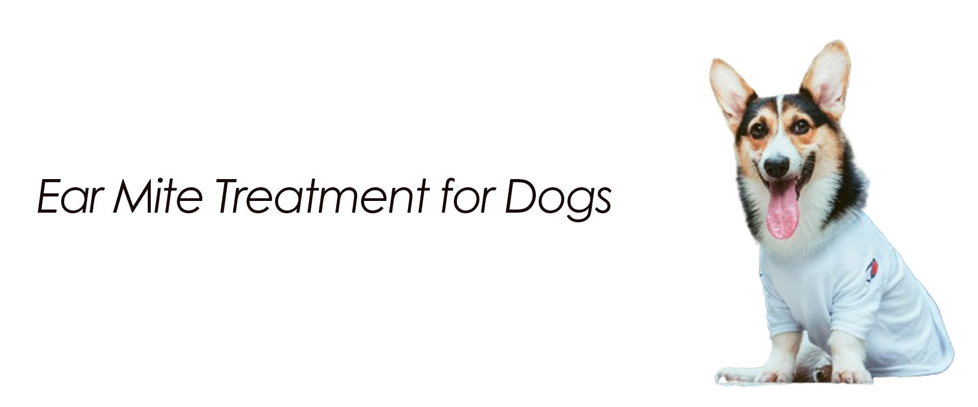 Ear Mite Treatment for Dogs