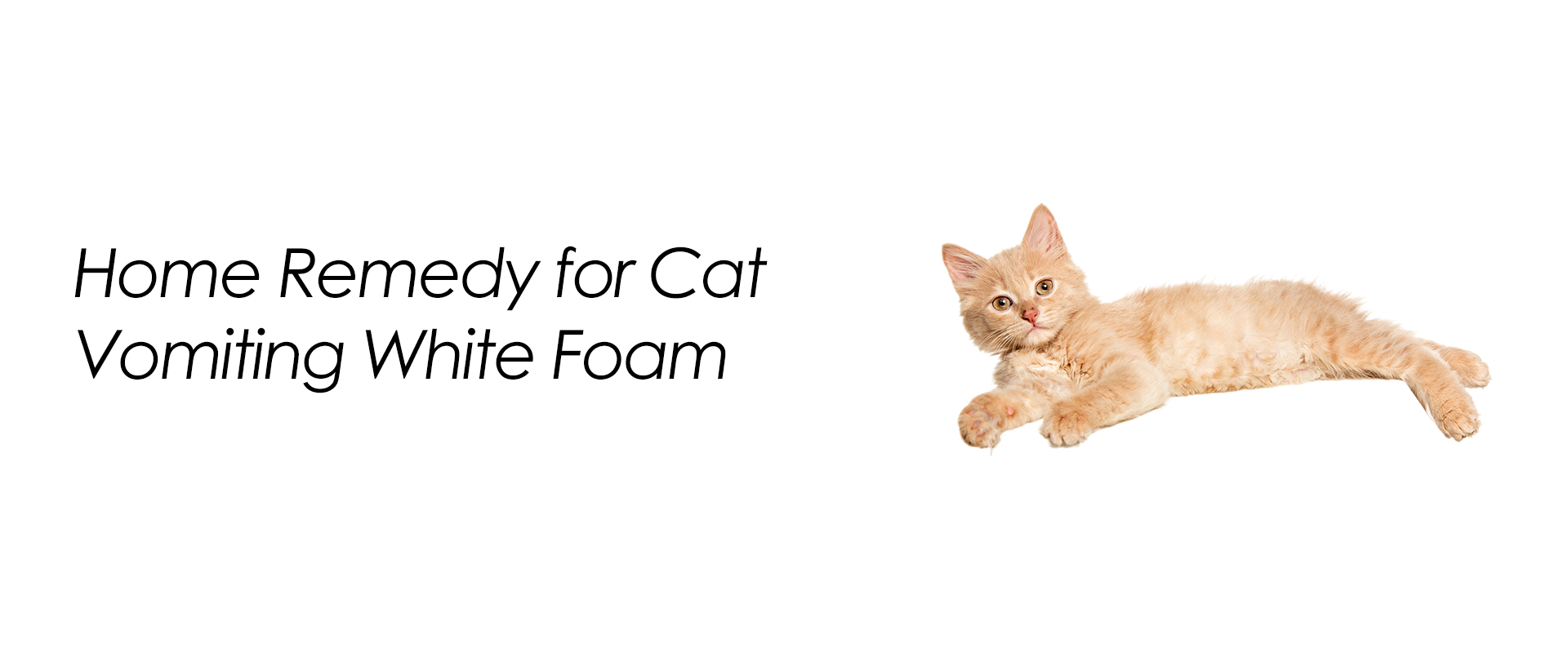 Home Remedy for Cat Vomiting White Foam