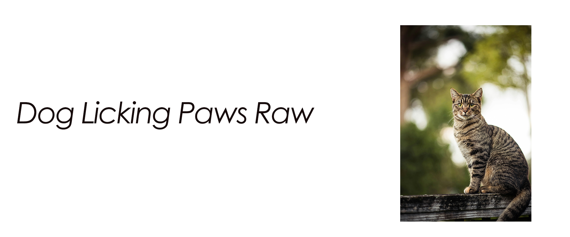 Dog Licking Paws Raw