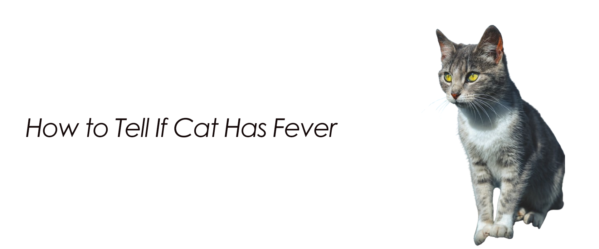 How to Tell If Cat Has Fever