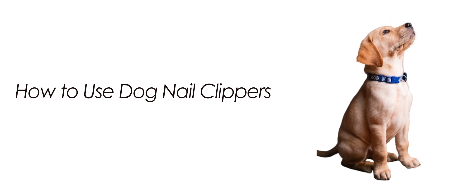 How to Use Dog Nail Clippers