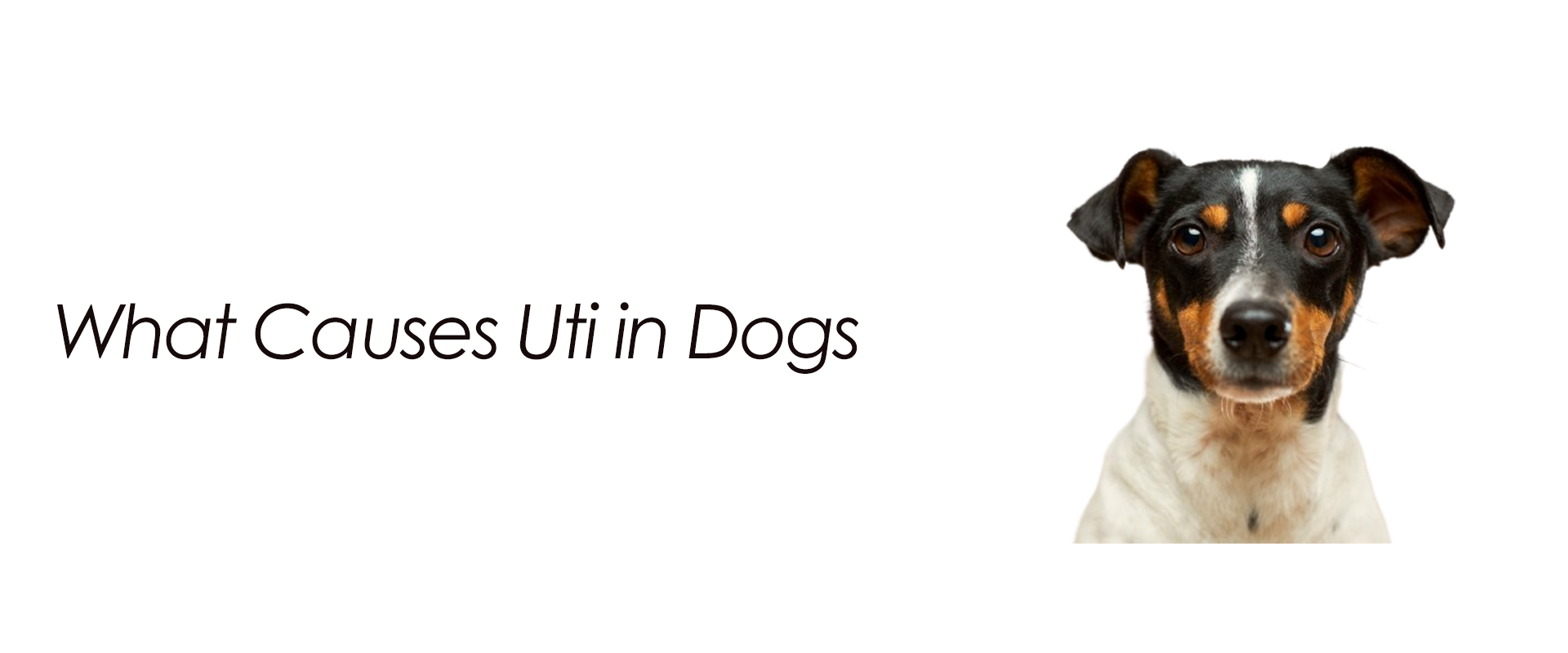 What Causes Uti in Dogs