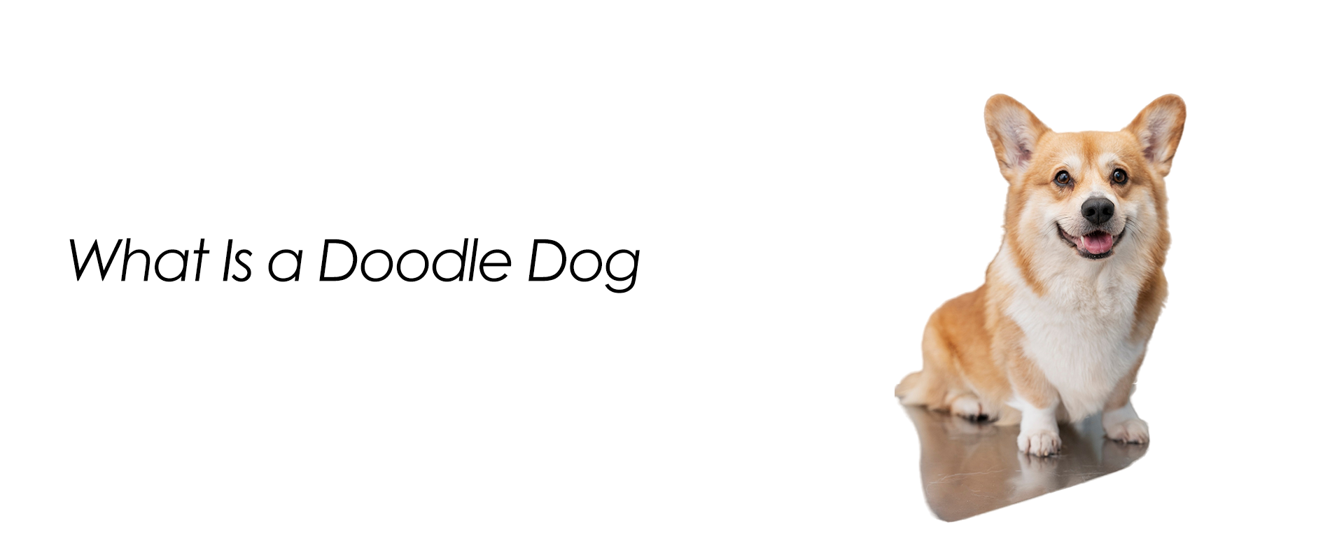 What Is a Doodle Dog